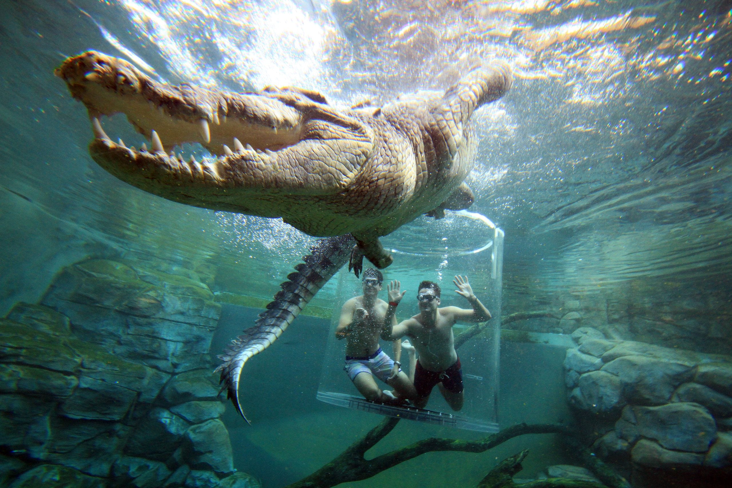 Crocodile Dive (Cage of Death)